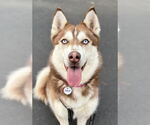 Small Siberian Husky
