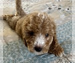 Small Photo #38 Goldendoodle (Miniature) Puppy For Sale in PENSACOLA, FL, USA