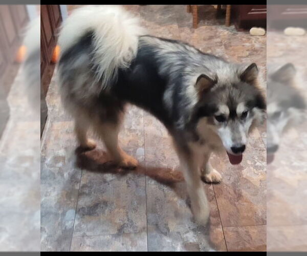 Medium Photo #6 - Mix Puppy For Sale in Newfoundland, PA, USA