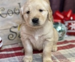 Small Photo #13 Golden Retriever Puppy For Sale in SMITHVILLE, TX, USA