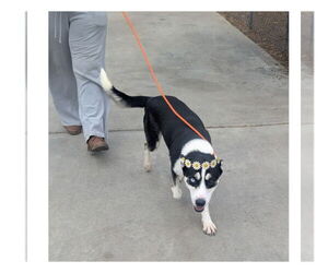 Molly - Female Siberian Husky-Unknown Mix Dog for Adoption - Photo #8