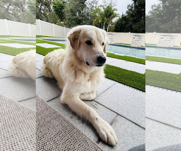 Medium Photo #11 Golden Pyrenees Puppy For Sale in Valrico, FL, USA