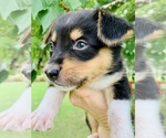 Small Australian Shepherd-Pembroke Welsh Corgi Mix