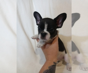 French Bulldog Puppy for sale in LAMAR, MS, USA