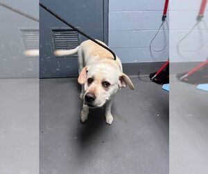 Labrador Retriever Dogs for adoption in Tallahassee, FL, USA