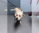 Small Labrador Retriever