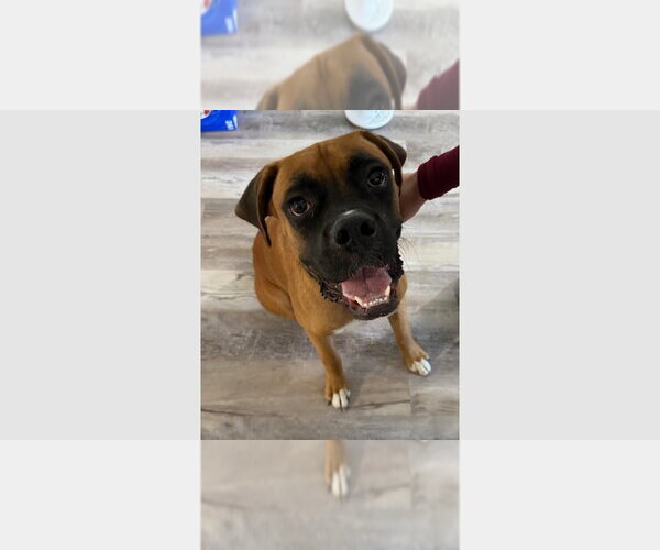 Medium Photo #1 Boxer Puppy For Sale in Austin, TX, USA