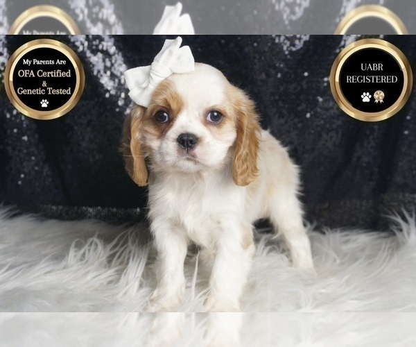 Medium Photo #116 Cavalier King Charles Spaniel Puppy For Sale in WARSAW, IN, USA