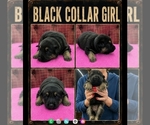 Puppy black collar German Shepherd Dog