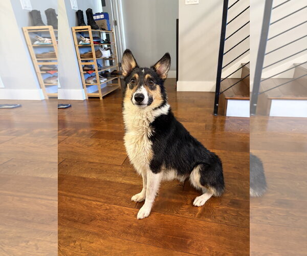 Medium Photo #1 Australian Shepherd-Welsh Corgi Mix Puppy For Sale in Aurora, CO, USA