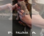 Puppy Paloma Great Dane