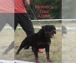 Small Photo #5 Rottweiler Puppy For Sale in SYKESVILLE, MD, USA