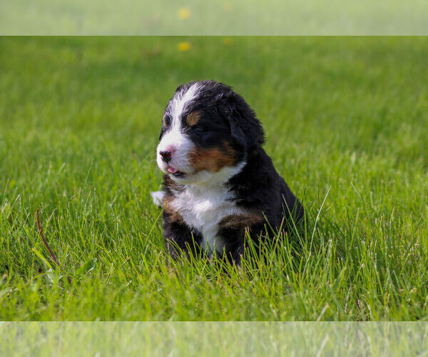 Medium Photo #5 Bernese Mountain Dog Puppy For Sale in AMANA, IA, USA
