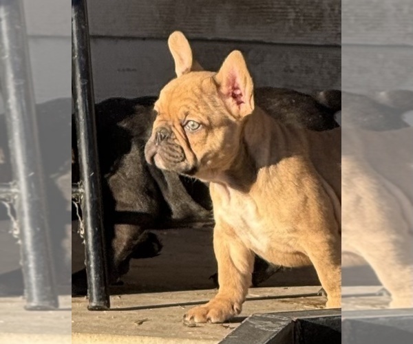 Medium Photo #20 French Bulldog Puppy For Sale in TEMPLE, TX, USA