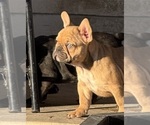 Small Photo #20 French Bulldog Puppy For Sale in TEMPLE, TX, USA