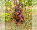 Small Photo #14 Doberman Pinscher Puppy For Sale in CHEYENNE, WY, USA