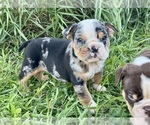 Puppy Skittles Bulldog