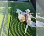 Small Photo #5 Australian Shepherd Puppy For Sale in Salinas, CA, USA