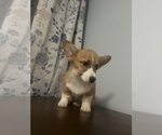 Small #20 Pembroke Welsh Corgi