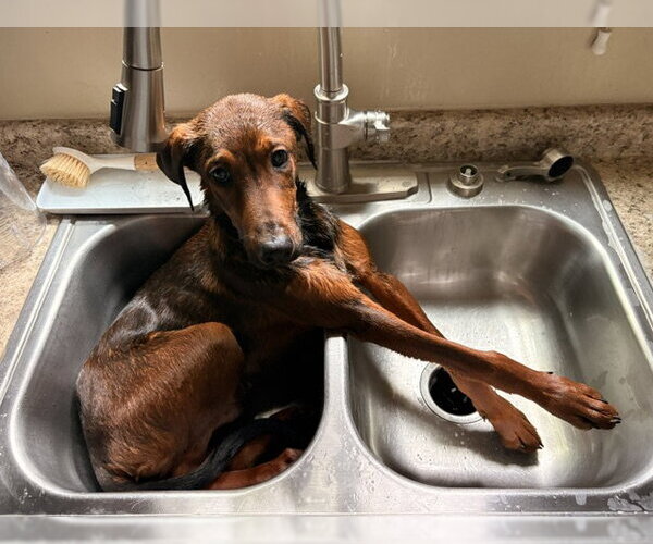 Medium Photo #2 Doberman Pinscher-Unknown Mix Puppy For Sale in Sandy, UT, USA
