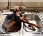 Small #1 Doberman Pinscher Mix