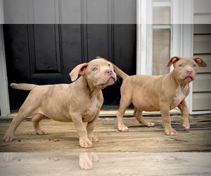American Bully Puppy for sale in ATLANTA, GA, USA