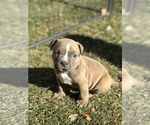 Small Photo #26 American Bully Puppy For Sale in LOVELAND, CO, USA