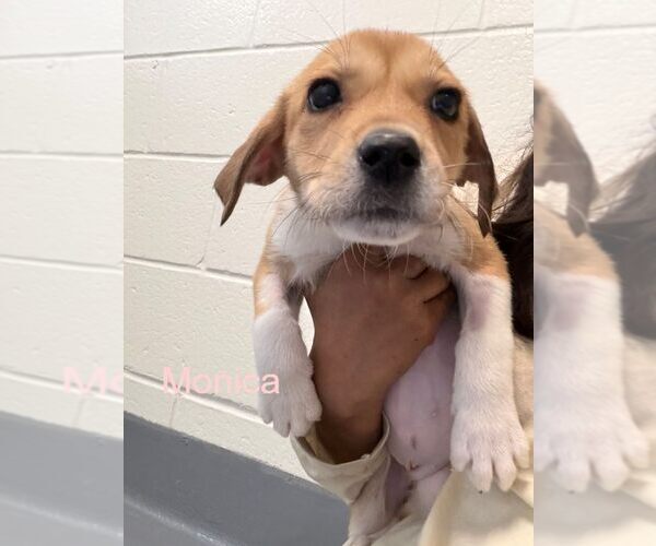 Medium Photo #1 Labrador Retriever-Unknown Mix Puppy For Sale in Hilton Head, SC, USA