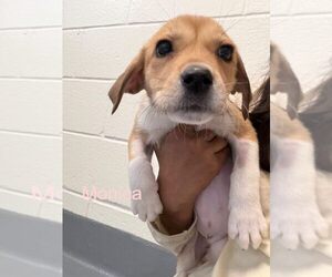 Labrador Retriever-Unknown Mix Dogs for adoption in Hilton Head, SC, USA