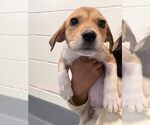 Small Labrador Retriever Mix