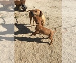Small Photo #11 Rhodesian Ridgeback Puppy For Sale in MORONGO VALLEY, CA, USA