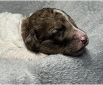 Small #6 Goldendoodle