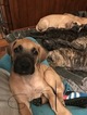 Small Photo #31 Great Dane Puppy For Sale in WEIRTON, WV, USA