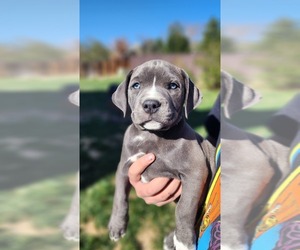 American Pit Bull Terrier Puppy for Sale in CENTENNIAL, Colorado USA