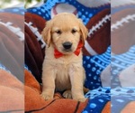 Small Photo #3 Golden Retriever Puppy For Sale in OXFORD, PA, USA