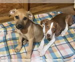 Small Beagle Mix