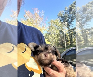 Yorkshire Terrier Puppy for sale in ATLANTA, GA, USA