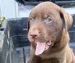 Small #9 Labrador Retriever