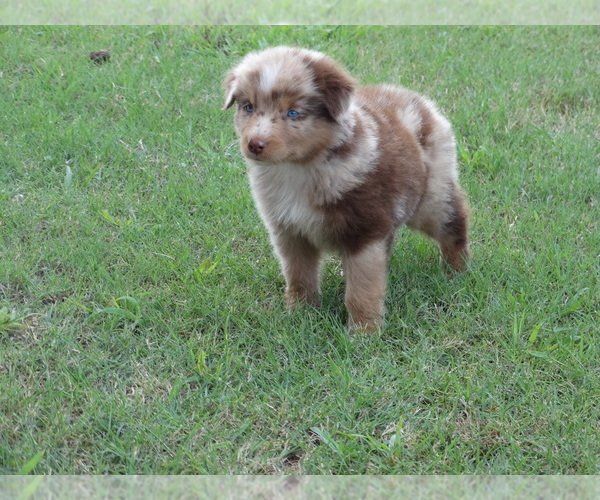 Medium Photo #8 Australian Shepherd Puppy For Sale in OZARK, AR, USA