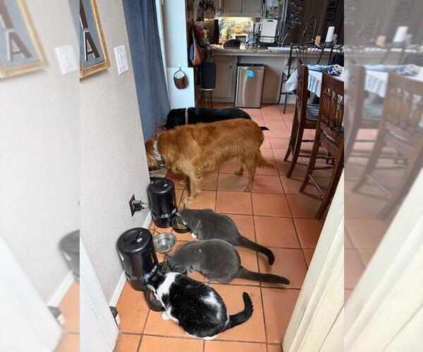 Medium Photo #4 Labrador Retriever Puppy For Sale in Clovis, CA, USA