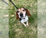 Small Photo #2 Beagle Puppy For Sale in Clinton , MI, USA
