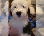 Small Photo #13 Old English Sheepdog Puppy For Sale in WILMINGTON, OH, USA