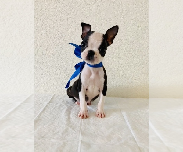 Medium Photo #1 Boston Terrier Puppy For Sale in SAN ANTONIO, TX, USA
