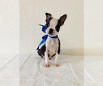 Small Photo #1 Boston Terrier Puppy For Sale in SAN ANTONIO, TX, USA
