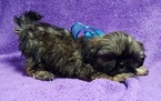 Small Photo #4 Shih Tzu Puppy For Sale in BUFFALO, MO, USA