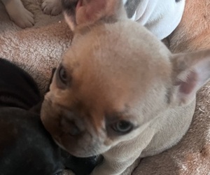 French Bulldog Puppy for Sale in SANDY SPGS, Georgia USA