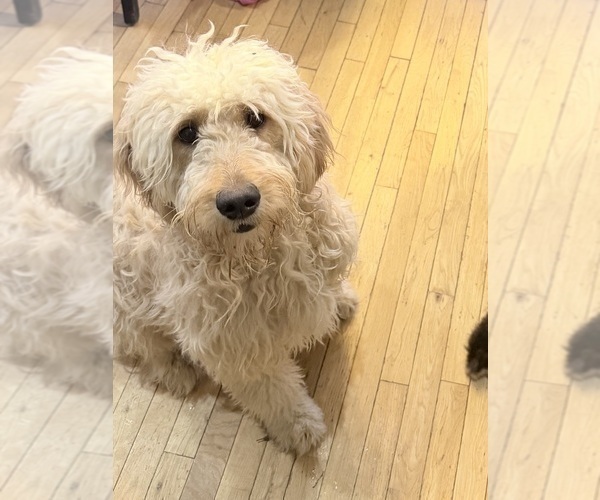 Medium Photo #1 Golden Mountain Doodle Puppy For Sale in CORBIN, KY, USA