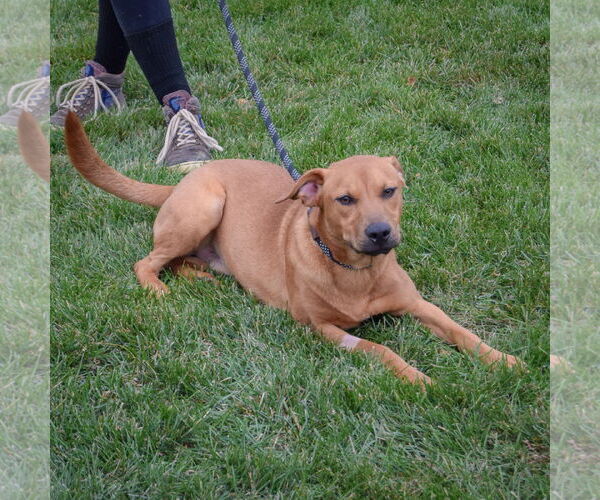 Medium Photo #5 Labrador Retriever-Red Heeler Mix Puppy For Sale in Huntley, IL, USA