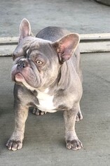 Father of the French Bulldog puppies born on 02/04/2019