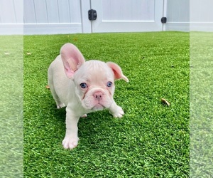 French Bulldog Puppy for sale in CORAL SPRINGS, FL, USA